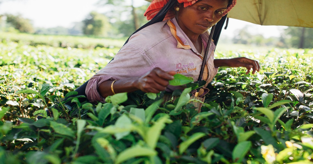 A woman plantation worker