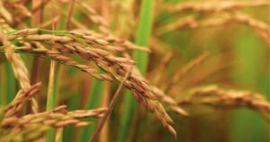 A crop in a field