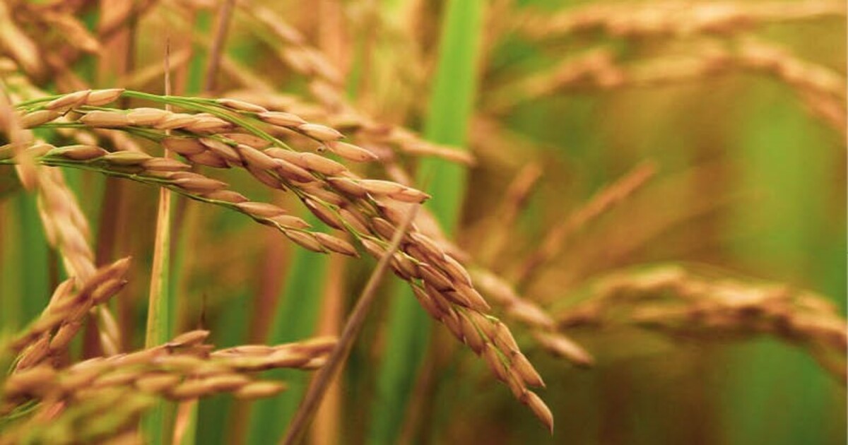 A crop in a field