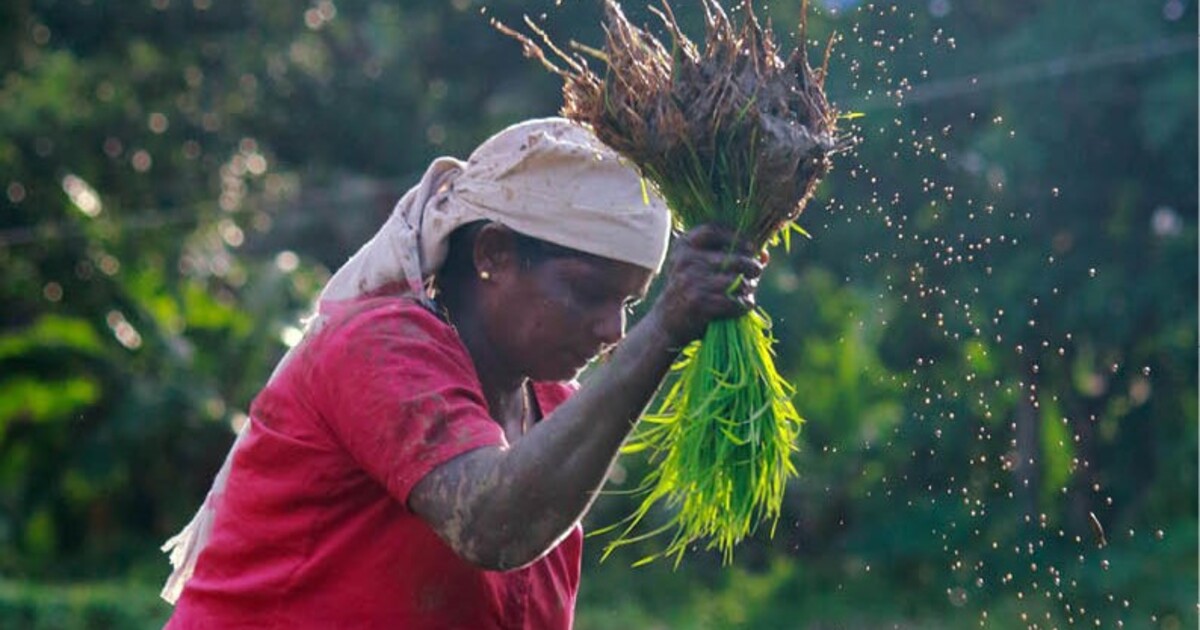 A woman farmer in India