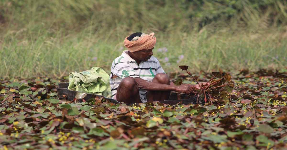 An Indian farmer on his field
