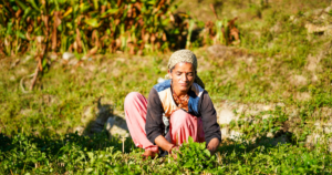 An Indian woman farmer on her field