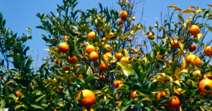 An organic orange farm